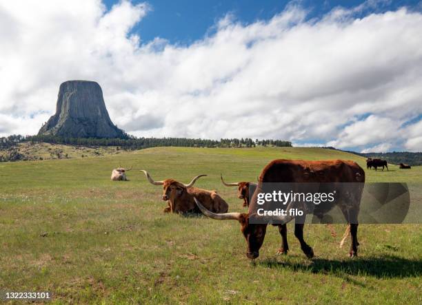 western longhorn cattle - texas longhorn stock pictures, royalty-free photos & images