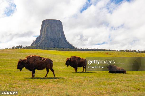 devils tower bison - devils tower stock pictures, royalty-free photos & images