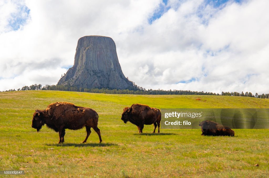 Bison da Torre dos Demônios