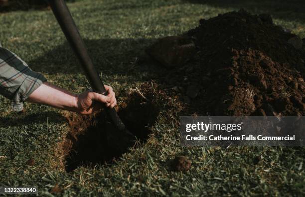 person digging a hole in a garden with a spade - bury fotografías e imágenes de stock