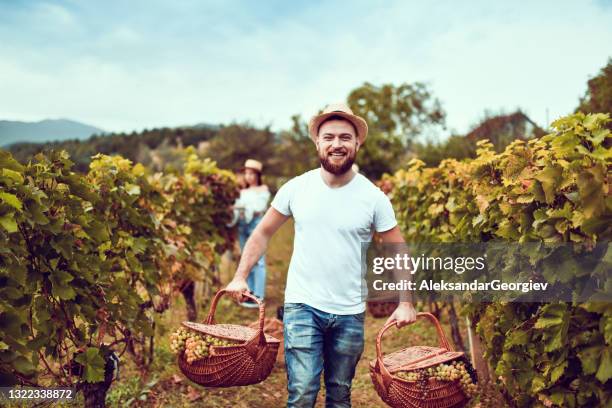 happy vintner working with friends on harvesting grapes - grape harvest stock pictures, royalty-free photos & images