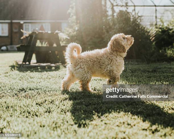 Dog Ready To Play Photos and Premium High Res Pictures - Getty Images