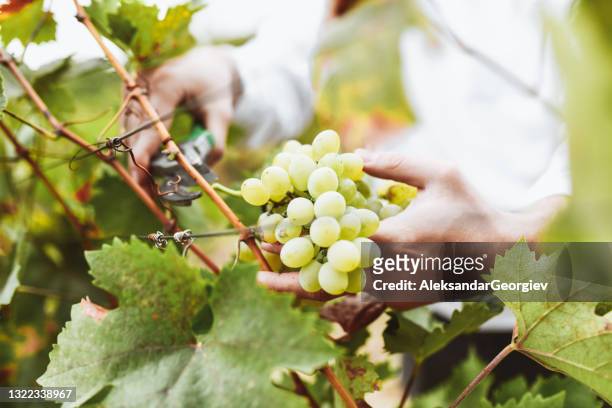 procedimiento de cosecha de uva con tijeras de poda por viticultor masculino - vendimia fotografías e imágenes de stock