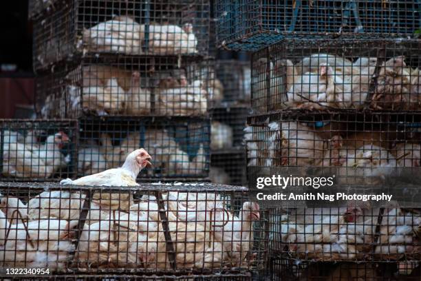 chicken cooped up in cages at a butcher shop - scared chicken stock pictures, royalty-free photos & images