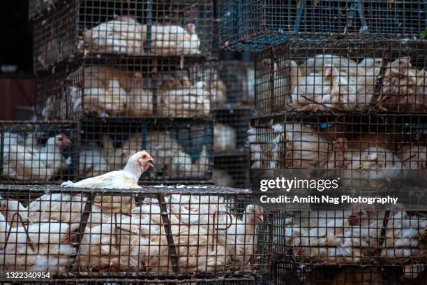 chicken cooped up in cages at a butcher shop - chicken tender stock pictures, royalty-free photos & images