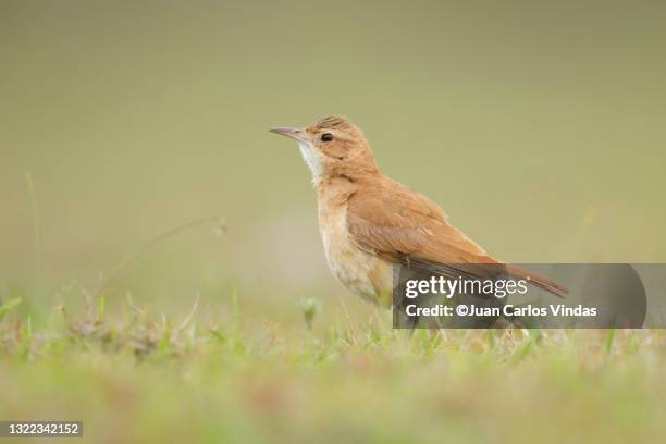 rufous hornero - rufous hornero stock pictures, royalty-free photos & images