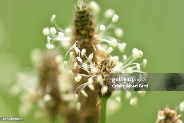 spitzwegerich - plantago lanceolata stock pictures, royalty-free photos & images