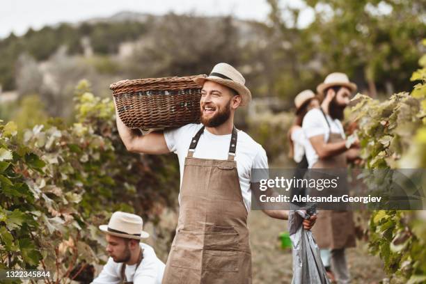 smiling male carrying harvested grapes while working on vineyard with friends - 18 23 months stock pictures, royalty-free photos & images