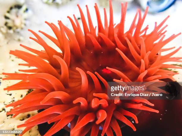 actinia equina - sea anemone stock pictures, royalty-free photos & images