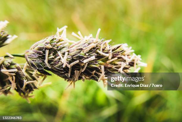 close-up of alopecurus pratensis - alopecurus stock pictures, royalty-free photos & images