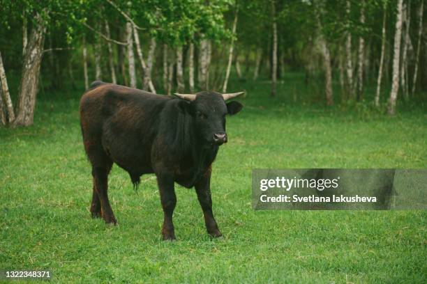 black bull on the background of green grass and birch grove at the ukrainian eco farm - female cows with horns stock-fotos und bilder