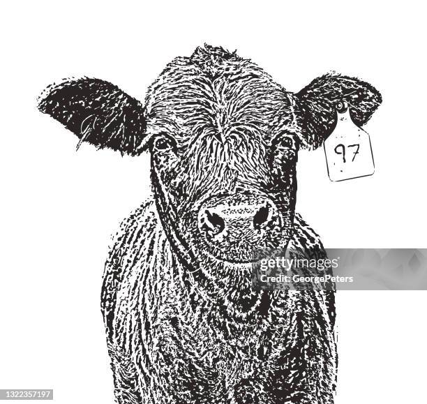 süße lächelnde rote angus kuh. - angus cattle stock-grafiken, -clipart, -cartoons und -symbole