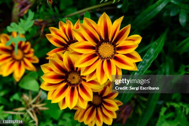 symmetry in nature - gazania stock pictures, royalty-free photos & images