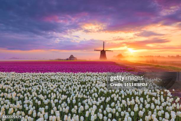 tulips and windmill during sunrise - netherlands windmill stock pictures, royalty-free photos & images