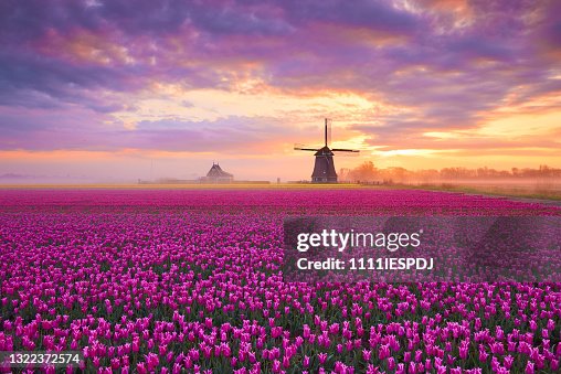 Tulips and windmill during sunrise Tulips and windmill during sunrise