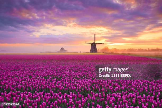 tulips and windmill during sunrise - netherlands tulips stock pictures, royalty-free photos & images