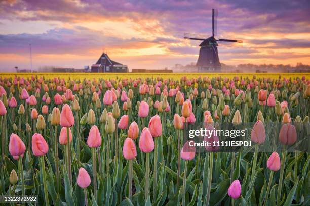 tulips and windmill during sunrise - netherlands tulips stock pictures, royalty-free photos & images