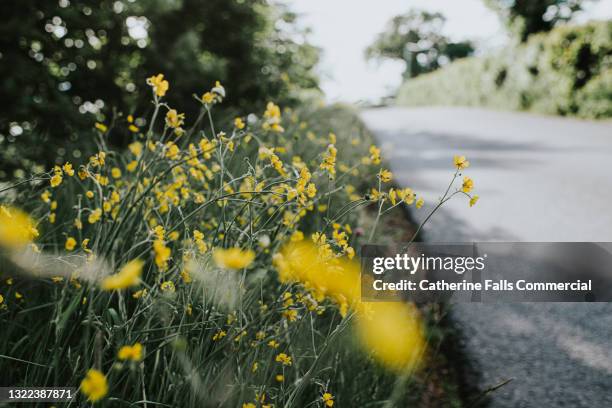 buttercups by the roadside - roadside photos et images de collection