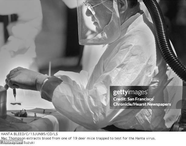 Mac Thompson extracts blood from one of 19 deer mice trapped to test for the Hantavirus. Photo by Lea Suzuki