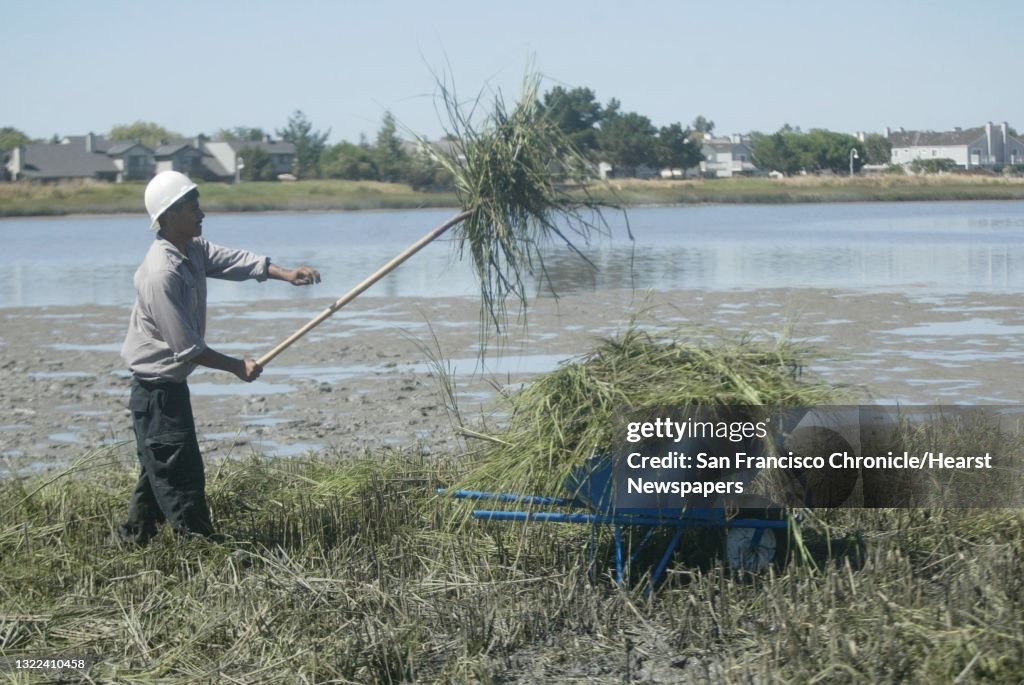 Spartinaxx009_ls.JPG David Curiel, 20 , of Oakland loads up a wheel barrow with the spartina alterniflora. The East Bay Conservation Corp works on removing a fast-growing marsh grass, spartina alterniflora on 7/14/03 in Alameda. A fast growing