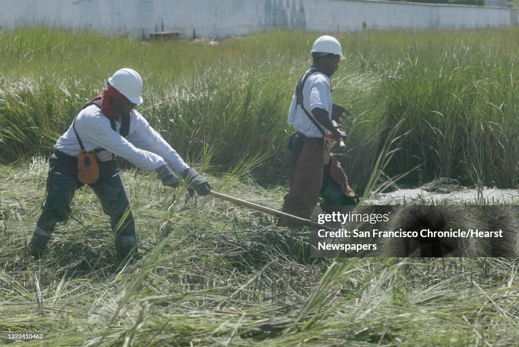 Spartinaxx043_ls.JPG From left: Tyrone James of Oakland and Damon Hartley, 18 of Oakland work to rake the spartina alterniflora into piles. The East Bay Conservation Corp works on removing a fast-growing marsh grass, spartina alterniflora on 7/14