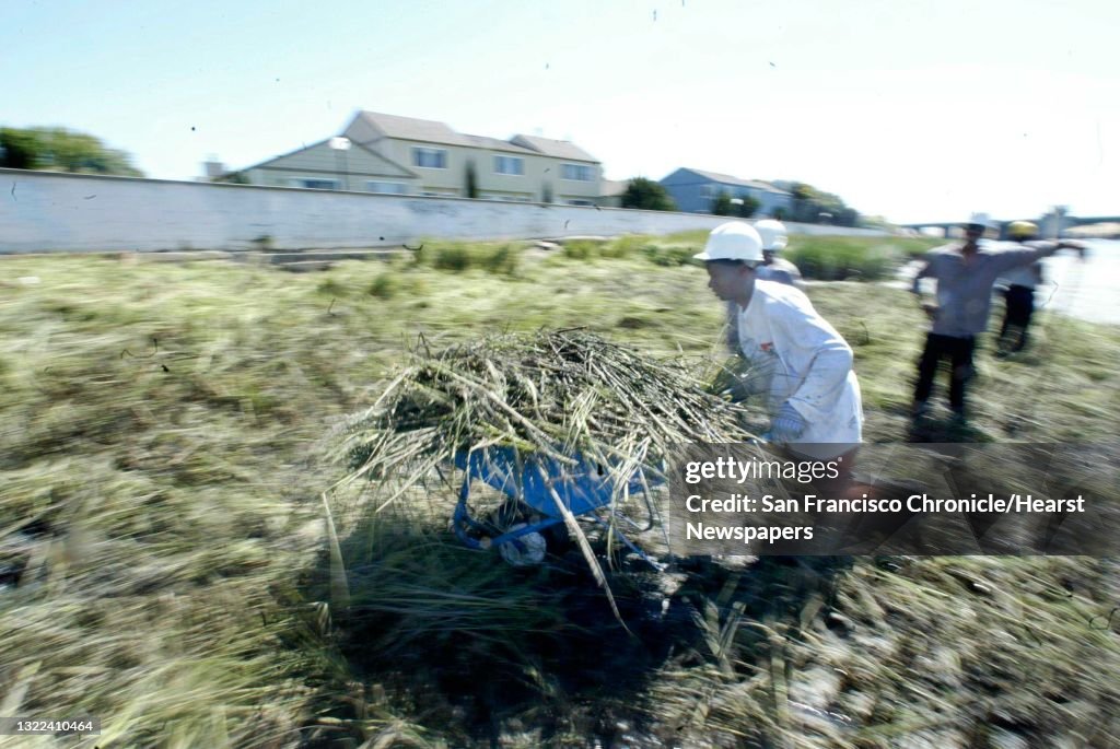 Spartinaxx069_ls.JPG Marcel Mixon, 20, of Oakland tries to get a running start out of the thick mud with a wheelbarrow loaded up with spartina alterniflora. The East Bay Conservation Corp works on removing a fast-growing marsh grass, spartina alt
