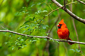 Curious Cardinal Perched on a Small Branch
