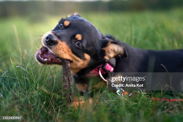 the dog gnaws at a natural treat - pincher bildbanksfoton och bilder