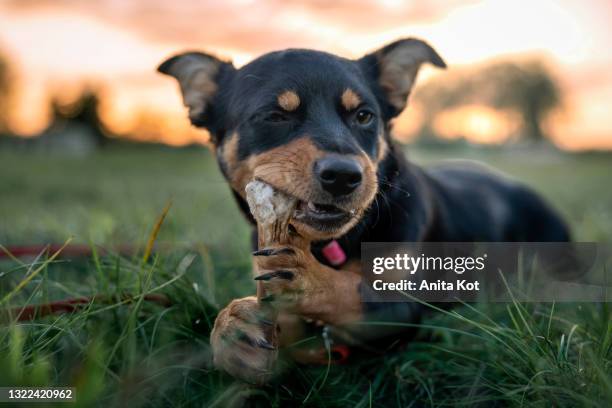 the puppy gnaws the bone - masticar fotografías e imágenes de stock