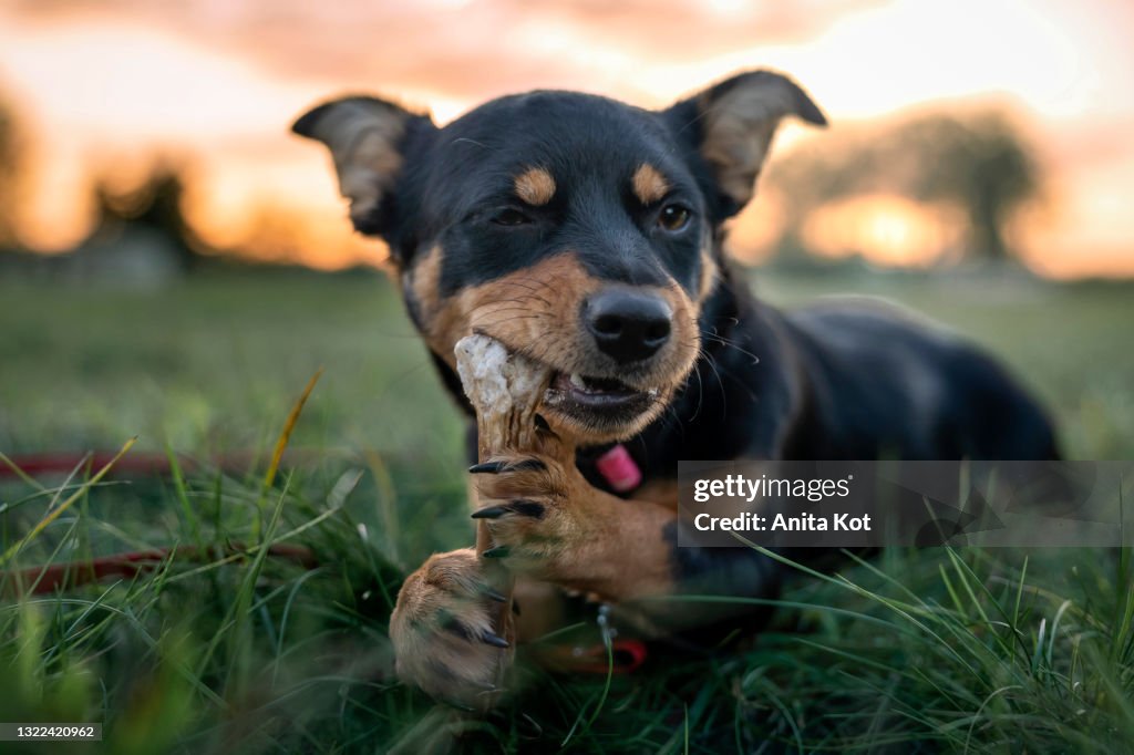 The puppy gnaws the bone