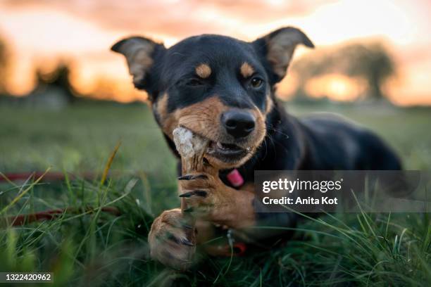 the puppy gnaws the bone - dog with a bone stockfoto's en -beelden