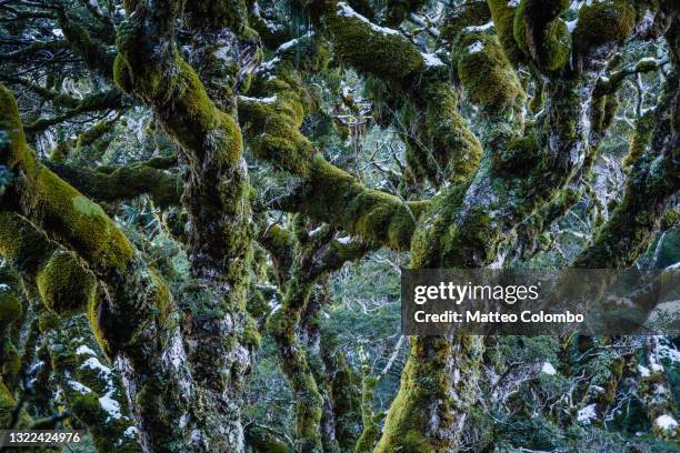 mossy green rainforest with frost, routebourn track, new zealand - forest new zealand stock-fotos und bilder