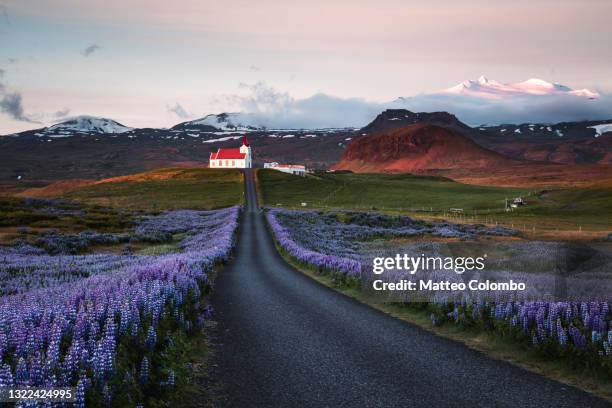 lupin fields and church at sunrise, snaefellsnes peninsula, iceland - snaefellsnes imagens e fotografias de stock