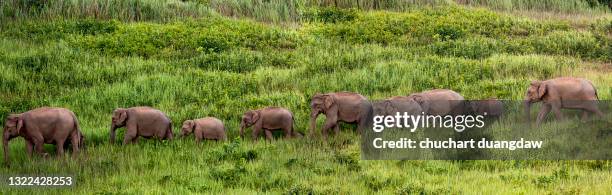 elephant on the move in green meadow the wild - indian elephant 個照片及圖片檔