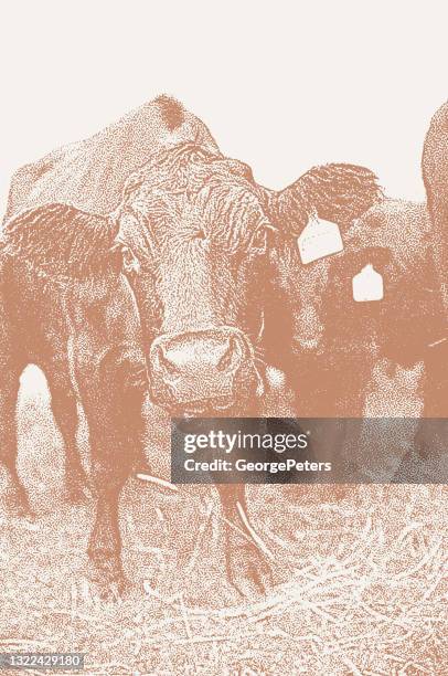 group of cattle - black angus steer stock illustrations