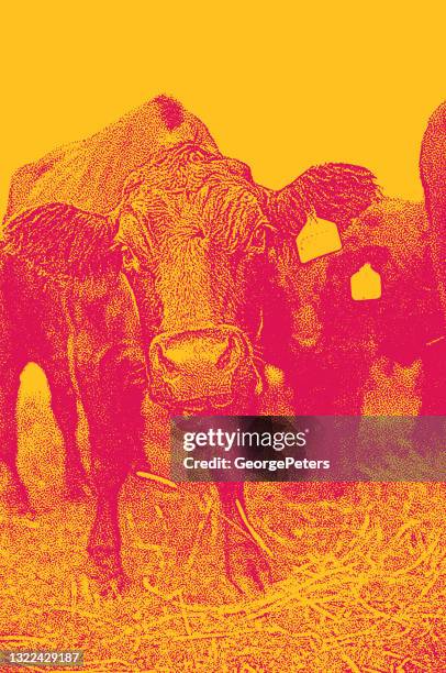 group of cattle - angus stock illustrations