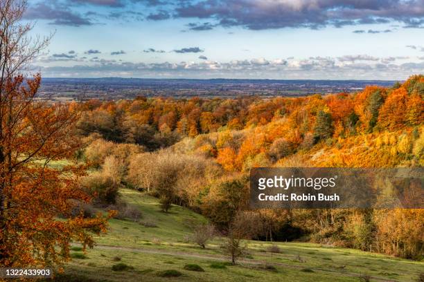 autumn colours of chiltern hills and great kimble warren, buckinghamshire, england - チルターンヒルズ ストックフォトと画像