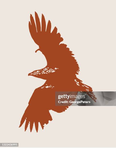 silhouette of bald eagle flying - osprey stock illustrations