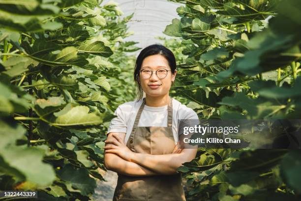 asian female farmer/agronomist standing with arm crossed smiling and looking at the camera in a greenhouse - farmer portrait stock pictures, royalty-free photos & images