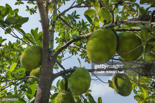 jackfruit tree - jackfruit stock-fotos und bilder