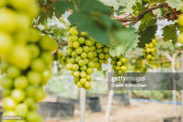 closeup of unripe grape hanging from vine in the greenhouse - grapes on vine stockfoto's en -beelden