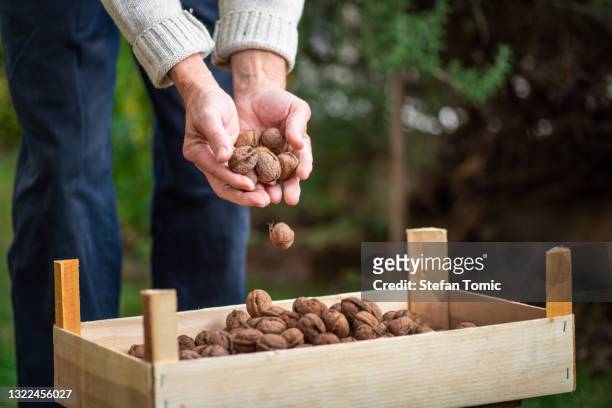 man collecting freshly picked walnuts in a crate - walnut farm stock pictures, royalty-free photos & images