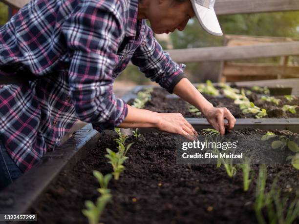 australia, melbourne, woman planting seedlings at community garden - gardien de but fotografías e imágenes de stock