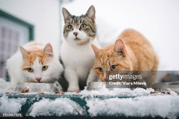 canada, ontario, three cats eating from bowls in snow - group of animals stock pictures, royalty-free photos & images