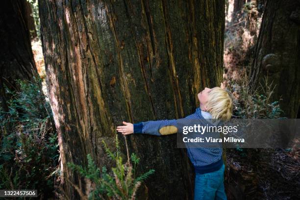 usa, california, big sur, boy hugging big tree trunk - big hug stock pictures, royalty-free photos & images