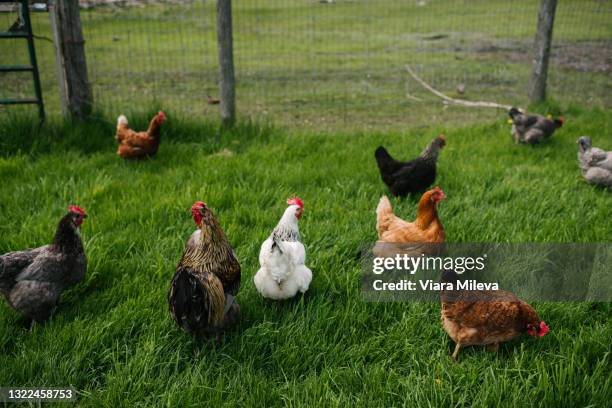 canada, ontario, kingston, chickens in grassy field - middelgrote groep dieren stockfoto's en -beelden