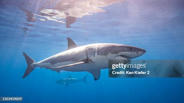 mexico, guadalupe island, great white sharks underwater - hai stock-fotos und bilder