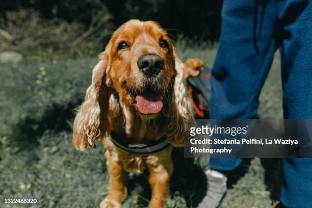 portrait of a cocker dog next to the pet owner - american cocker spaniel stockfoto's en -beelden