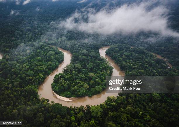 amazon rainforest, ecuador - amazon jungle photos et images de collection