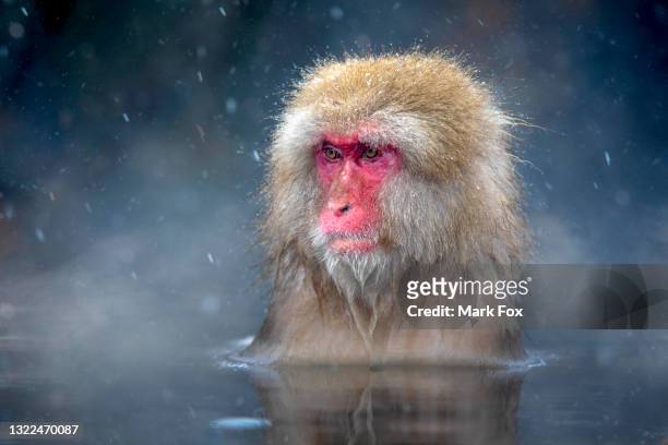 japanese snow monkeys - snow monkeys stockfoto's en -beelden